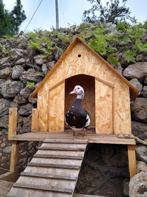 Los Huertos Conect With The Nature & Relax Icod De Los Vinos Exteriör bild